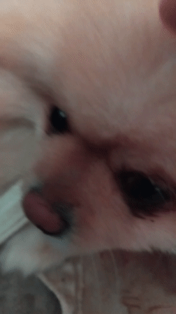 Small dog spotted playing with bone in Bulgarian towns
