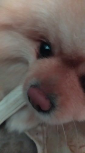 Small dog spotted playing with bone in Bulgarian towns