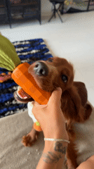 Brown dog plays with carrot toy in Thailand home