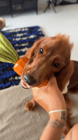 Brown dog plays with carrot toy in Thailand home