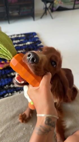 Brown dog plays with carrot toy in Thailand home