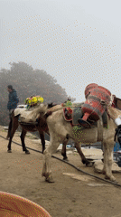 Pack horse carries load through misty Nepal mountains