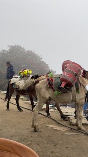 Pack horse carries load through misty Nepal mountains