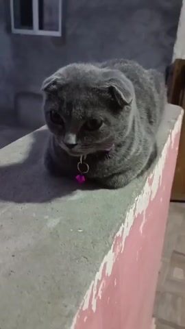 The video shows a gray Scottish Fold kitten sitting on a concrete ledge with a pink bell collar. The kitten is looking down, and its ears are folded. The background is a blurry outdoor scene with a building wall and a window. The lighting is dim, suggesting it is evening or night. The camera is positioned slightly above the kitten, and the focus is on the animal.