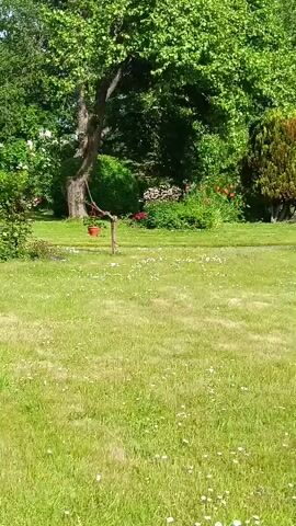 A video shows a bright, sunny day in a well-maintained garden. The foreground is dominated by a lush green lawn dotted with small white flowers, likely daisies. In the midground, a tree with a thick, gnarled trunk stands prominently, with a red pot hanging from a branch by a rope. Behind the tree, there is a colorful flowerbed filled with red flowers, possibly roses, and some greenery. To the left of the tree, a small, open-sided gazebo with a gray, sloped roof is visible, surrounded by green bushes. The background consists of more trees and shrubs, suggesting a natural, somewhat wilder area beyond the manicured garden. The sunlight casts shadows, indicating the time of day is likely mid-morning or afternoon. There are no people or animals visible in the video, and no actions or interactions are depicted. The overall impression is one of tranquility and natural beauty.