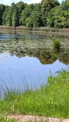 The video shows a calm lake with lily pads on the surface. The lake is surrounded by lush green trees, and the sky above is a bright blue with some scattered clouds reflected on the water. The foreground features tall green grass and reeds growing along the edge of the lake. The scene is peaceful and serene, suggesting a natural outdoor environment on a sunny day.