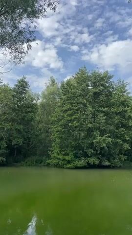 The media file captures a serene natural scene by a body of water, likely a lake or pond, with lush green trees lining the opposite bank. The water itself is a vibrant, almost emerald green, with subtle ripples reflecting the sky above. The sky is a mix of bright blue with scattered white clouds, suggesting fair weather, possibly late morning or early afternoon given the brightness.

The foreground is dominated by the green water, which occupies about half of the frame. In the middle ground, a dense line of trees forms a natural barrier, their leaves a deep green, indicating summer or late spring. The trees vary in height and density, creating a textured backdrop. A few branches from a tree in the upper left corner of the frame, with thinner, lighter green leaves, extend into the shot, adding depth.

The overall mood is peaceful and tranquil. There are no people or man-made objects immediately visible in the scene, emphasizing the natural beauty of the location. The gentle reflections on the water and the dynamic sky contribute to a sense of calm and quiet observation. The location is identified as Alzey, Germany, adding a specific geographic context to this idyllic natural setting. There is no visible text within the media file.