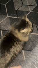 Cats at home, cars outside — a quiet evening in Шебунино