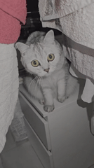 Curious tabby roams a Dubai apartment, city sprawl below