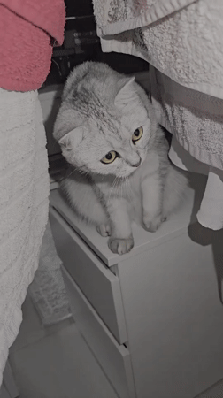 Curious tabby roams a Dubai apartment, city sprawl below