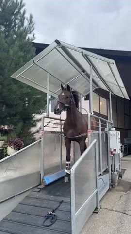 A bay horse stands on a treadmill under a metal and plastic canopy. The horse wears a blue halter and a white rope lead. Its hind legs are wrapped in white bandages. The treadmill is enclosed by a metal railing. To the left of the treadmill is a steep incline with a black textured surface. To the right of the treadmill is a control panel with red and white buttons. In the background, there are trees and a building with windows.