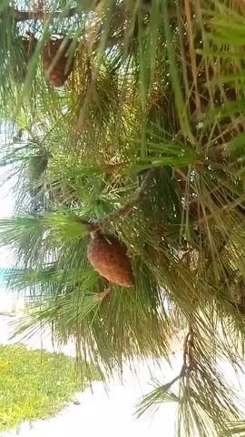The video shows a close-up of pine cones hanging from a pine tree. The pine needles are green and long. In the background, a beach is visible with sand, green grass, and the ocean under a clear blue sky. There are faint shapes of people in the ocean. The camera pans slightly, offering a view of multiple pine cones at different distances.