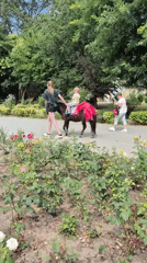 Roses, hibiscus, a peacock sculpture, and a pony ride