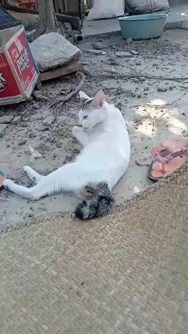 A white cat with black markings on its ears and tail is lying on its back on the ground. Its tongue is sticking out and its paws are in the air. A small, dark-colored animal is nestled against the cat's belly. The ground is dirt and scattered with debris, including a discarded box, rocks, and a straw mat. A pair of flip-flops are lying near the cat. In the background, there are several large sacks and a green tub. The scene appears to be outdoors.
