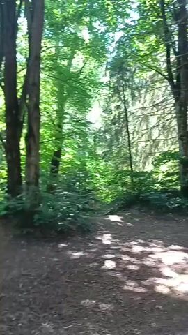 This media file depicts a walk through a forest in Bogoslov, Bulgaria. The scene is dominated by tall trees, primarily evergreens, with some deciduous trees also visible, suggesting a mixed forest environment. Sunlight filters through the dense canopy, creating dappled patterns on the forest floor, which is covered with pine needles and fallen leaves. The overall impression is of a serene and natural setting.

The activity appears to be a leisurely stroll or hike, indicated by the movement of the camera through the forest. The camera pans and tilts, offering different perspectives of the trees and the path. At one point, the camera focuses on the massive trunks of what appear to be ancient trees, their bark rough and textured, with exposed roots at their bases. The sheer size of these trees is a notable detail, conveying a sense of awe and the age of the forest.

A fleeting glimpse of a person, possibly a child due to their size and a blue garment, can be seen near the base of one of the large trees. This presence suggests that the walk is not solitary but accompanied, adding a human element to the natural landscape.

The time of day is likely daytime, given the bright sunlight. The weather appears to be clear and pleasant, conducive to outdoor activities. The location cues, such as the type of vegetation and the overall feel of the forest, are consistent with a temperate climate.

There is no visible text in the media file. The emotions conveyed are predominantly peacefulness and tranquility, with a touch of wonder evoked by the grandeur of the ancient trees. The focus on the natural elements—trees, light, and forest floor—creates an immersive experience of being within the forest.