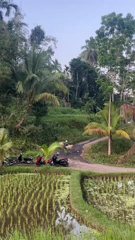 The video shows a rural scene with lush green vegetation, including palm trees and rice paddies. Several motorcycles are parked on the side of a dirt path. In the background, two people are walking up the path, each carrying a large basket. The sky is overcast, suggesting it might be early morning or late evening. The overall atmosphere is serene and tranquil.