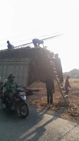 The video shows a group of people loading a truck with sugarcane. The truck is parked on the side of a road, and there are power lines overhead. One person is standing on a ladder, while others are on the ground or on top of the truck, handing up sugarcane stalks. The sun is low in the sky, casting long shadows. A motorcycle is parked on the side of the road in the foreground. The people appear to be working together to load the truck.