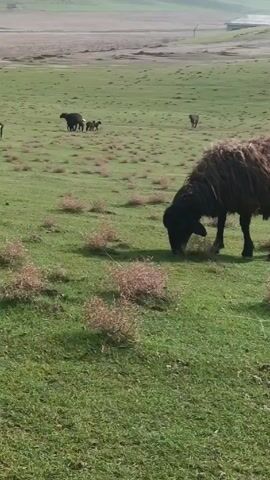 The video shows a flock of sheep and lambs grazing in a green field. The sheep are various colors, including brown, black, and white. Some of the lambs are small and playful. The field is dotted with small, dry bushes. In the background, there is a village or settlement with small buildings. Some sheep bleat. The sky is slightly overcast. The camera pans across the field, showing the sheep in different positions.