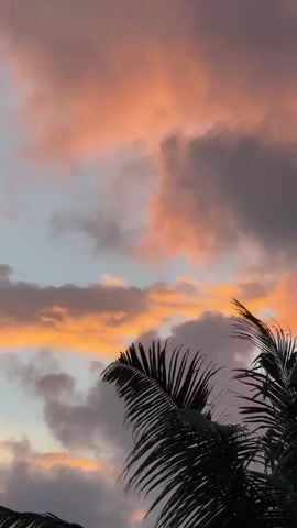 This is a vertical, low-angle shot of a dramatic sunset over Goviyapana, Sri Lanka. The sky is filled with a mix of dark grey and vibrant pink and orange clouds, illuminated by the setting sun. The colors are rich and saturated, creating a beautiful, almost surreal, sky. In the foreground, silhouetted against the colorful sky, are the dark fronds of a palm tree. The fronds are sharp and defined, adding a tropical feel to the scene.

The time of day is clearly sunset, evidenced by the warm, low-angle light and the vibrant colors in the sky. The weather appears to be partly cloudy, with a mix of dark storm clouds and brighter, sunlit clouds. The presence of the palm tree strongly suggests a tropical or subtropical location, consistent with the provided location context of Goviyapana, Sri Lanka.

There are no people or man-made objects visible in the frame, making the focus entirely on the natural beauty of the sky and the palm tree. The overall emotion evoked by the image is one of awe and wonder at the power and beauty of nature, with a hint of tropical serenity. There is no visible text in the media file.