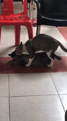 Cats mate at Indonesian cafe while patron watches
