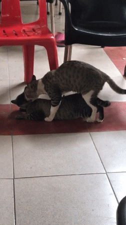 Cats mate at Indonesian cafe while patron watches