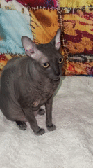 Cats filmed in various indoor settings across Ramat Gan