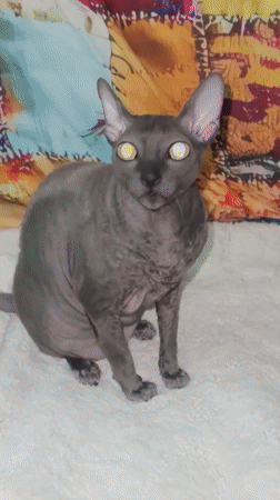 Cats filmed in various indoor settings across Ramat Gan