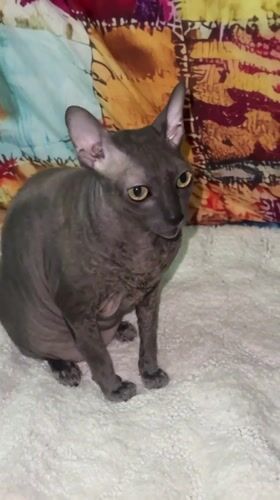 Cats filmed in various indoor settings across Ramat Gan