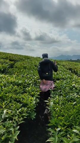 A person walks through a lush, green tea plantation on a cloudy day. The person is wearing a dark jacket, a hat, and a patterned skirt. They walk on a narrow dirt path between rows of tea bushes. In the background, rolling hills covered in tea plants stretch out to the horizon, and distant mountains are visible under a sky filled with dramatic clouds.