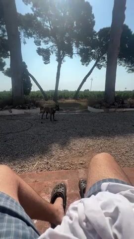 The video shows a man relaxing in a chair outdoors, presumably on a patio or porch, with a dog in the yard. The man is wearing plaid shorts and Crocs. His bare legs are visible. The dog, a Belgian Malinois, is medium-sized with a tan and black coat. It's standing on a gravel surface, looking towards the camera. Behind the dog are several tall pine trees, and in the background, a field or orchard is visible under a bright blue sky with the sun shining. The camera remains static throughout the video.