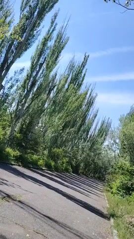 The video shows a view of a paved path lined with tall trees on the left and right. The trees are deciduous with green foliage and appear to be swaying slightly, suggesting a breeze. The path is somewhat cracked and weathered, with shadows cast across it by the trees. The sky is blue with a few wispy clouds. In the latter half of the video, two individuals are seen walking away from the camera on the path. The person on the left is wearing a plaid shirt, jeans, and carrying a silver cylindrical object. The person on the right is wearing a grey t-shirt, light-colored shorts, a green bucket hat, and is also carrying a similar silver cylindrical object. They are walking into a wooded area.