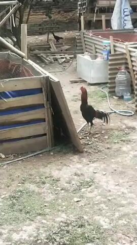 A rooster stands in a dirt yard, facing left. The rooster has a dark body with iridescent neck feathers and a red comb. Behind the rooster is a wooden structure with blue tarpaulin lining. To the right, a large plastic water jug sits on the ground. In the background, other chickens and debris are visible, suggesting an outdoor enclosure or farmyard.