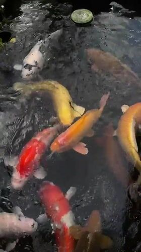 Koi pond visit and street scene in Da Lat, Vietnam