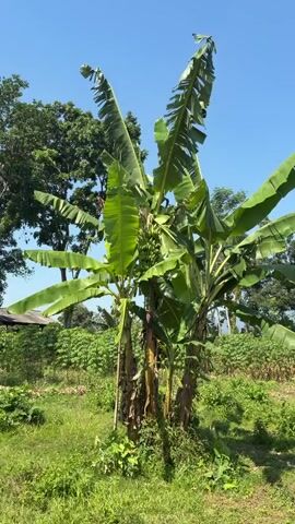 A video captures a close-up view of a banana tree with a bunch of green bananas hanging from it. The tree has large, green leaves that are rustling in the wind. The sun is shining brightly, casting shadows on the ground. In the background, there are more trees and vegetation, and the sky is clear and blue. The video pans slightly, showing the full height of the banana tree and the surrounding greenery.