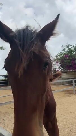 The video shows a close up of a brown horse's face, head and neck. The horse is looking directly at the camera. The horse has dark brown fur, darker brown mane, and dark eyes. The horse is standing behind a metal fence. Behind the fence is a dirt area with some vegetation in the background. The sky is overcast with white clouds. There is indistinct speech in the background.