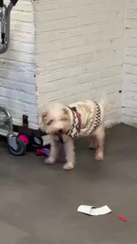 The video shows a small, light-colored dog wearing a patterned sweater and a harness. It is standing on a gray tiled floor near a white brick wall, with a metal cart visible on the left side of the frame. There's some debris on the floor, including pieces of paper and a red object. The dog stands still and looks slightly downward. The environment appears to be indoors, possibly a commercial or institutional space.