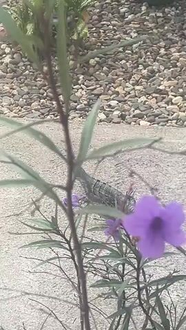 A lizard is seen on a concrete walkway near a garden. The lizard is gray and black with a long, striped tail. It is standing still, looking to its right. There are purple flowers growing near the lizard. Behind the lizard, there is a garden area with gravel, plants, and a blue tray. A green bottle is visible in the background.