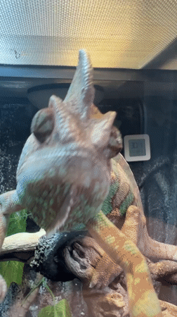 Moscow residents document chameleon, rainy street scenes