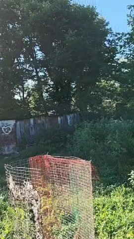 The video shows a handheld view of an outdoor scene. The first shot is of a weathered metal shed with graffiti on its door, surrounded by overgrown vegetation and trees. A section of orange construction netting is visible in the foreground. The second shot pans up to a bright sun in a clear blue sky, with sunlight streaming through green trees, creating lens flare effects. The third and fourth shots continue to pan, showing more of the dense foliage and trees. The final shot is a wider view of a grassy area with tall weeds and a tree on the left, with glimpses of what appears to be a building through the trees in the distance. The lighting suggests it is daytime, possibly late morning or early afternoon, due to the high sun and bright conditions. The environment appears to be a somewhat neglected or wild area with signs of human presence like the shed and netting.