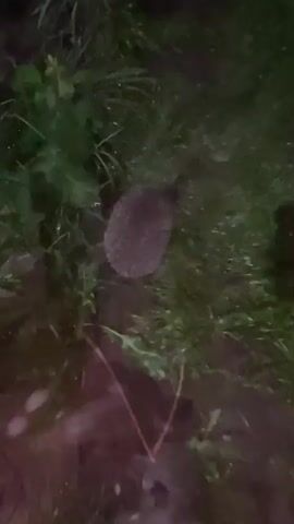 The video shows a hedgehog partially obscured by tall grass and foliage. The hedgehog appears to be moving through the grass, and its quills are visible. The ground is wet, suggesting it may have recently rained. The lighting is dim, possibly indicating it is nighttime or dusk. No people are visible in the video.