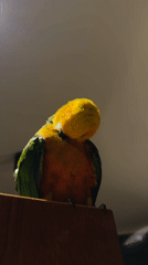 Colorful sun conure spotted perched in Khimki, Russia