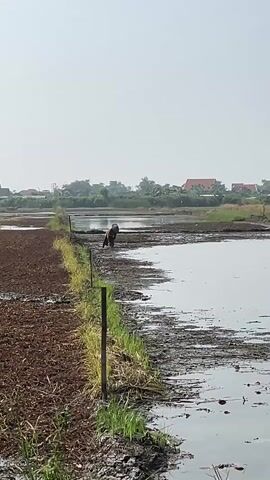 A person wearing a black shirt and black pants is walking along the edge of a flooded rice paddy. The person is moving from left to right in the frame. The rice paddy is mostly flooded with water, with some patches of mud and vegetation visible. The foreground shows a section of dry, tilled soil. In the background, there are trees and buildings. The sky is clear and pale. The video is shot from a low angle, looking across the rice paddy. The person appears to be working or moving through the agricultural landscape.