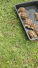 Tortoises of all sizes on a lawn in Nong Prue