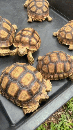 Tortoises of all sizes on a lawn in Nong Prue