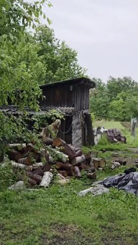 A brown and white dog stands on a pile of chopped wood, barking at something off-screen. The dog is positioned next to a rustic wooden structure with an upper level. The ground is covered in green grass and scattered with various objects, including black tarps and other debris. In the background, there is a grassy area with more trees and what appears to be a clothesline or wires strung between poles. The sky is overcast.