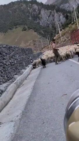 A flock of sheep is being herded down a paved road by two dogs and a man. The man is wearing a light-colored long-sleeved shirt and dark pants. He is walking behind the sheep, directing them. The dogs are black and are running around the sheep, keeping them together. The road is a two-lane road, and it appears to be in a mountainous area. There are steep, tree-covered hills on one side of the road, and a stone wall on the other side. There are also power lines running along the side of the road. The sky is overcast, and it appears to be either early morning or late evening. There is a red truck parked on the side of the road in the background.