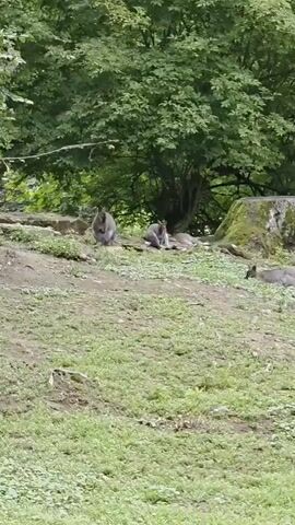 The video shows three kangaroos resting on a sloped dirt and grass area under a leafy green canopy of trees. The kangaroo on the left is sitting upright and appears to be grooming its chest with its paws. The kangaroo in the middle is also sitting upright and seems to be resting, with its head lowered. A third kangaroo lies down to the right of the other two. The ground is covered in dry dirt and patches of green grass. Sunlight filters through the trees, creating dappled lighting on the scene.