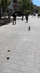 Dog spotted on Barcelona pedestrian street during midday stroll