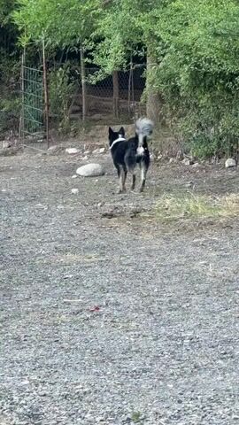 A dog is standing in a gravelly area with a fence and trees in the background. The dog is black and white with a bushy tail and is facing away from the camera. There are some colorful objects to the left of the frame, possibly boats or kayaks. The dog turns its head to the left briefly before continuing to look forward.