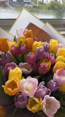 Colorful tulip bouquet spotted by window in residential setting